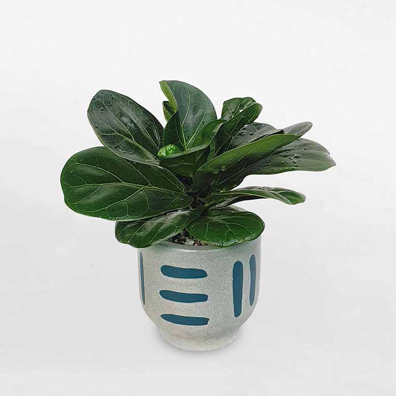 Cây cảnh mini trong nhà tăng tài lộc, thanh lọc khí cực đỉnh 