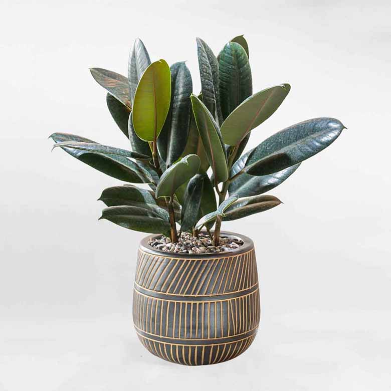 Cây cảnh mini trong nhà tăng tài lộc, thanh lọc khí cực đỉnh 