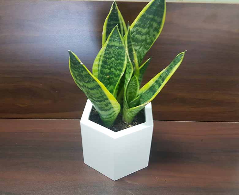 Cây cảnh mini trong nhà tăng tài lộc, thanh lọc khí cực đỉnh 